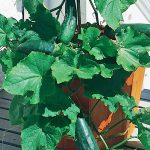 Cucumber Farm