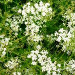 Cumin Farm