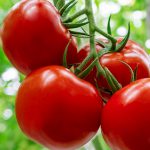Tomato Farm