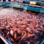 Fish Farm