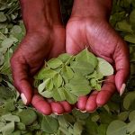 Moringa Farm