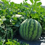 Water Melon Farm