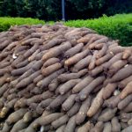 Yam Farm